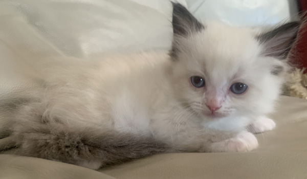 Picture of Apollo