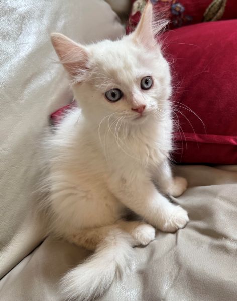 Picture of Echo