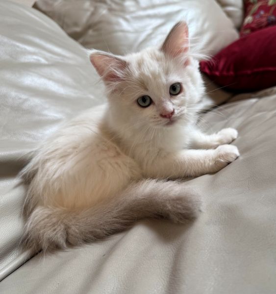 Picture of Elsa