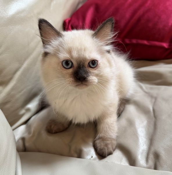Picture of Expresso