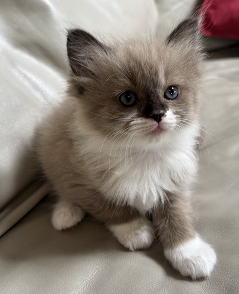 Picture of Genevieve