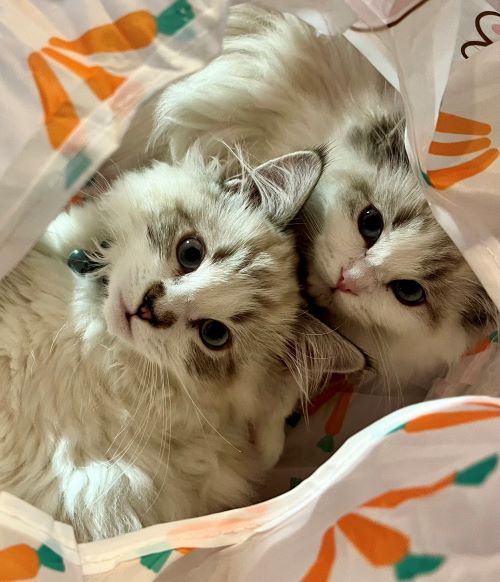 Best Buddies