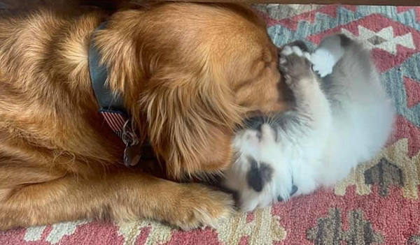 ragdolls and dogs